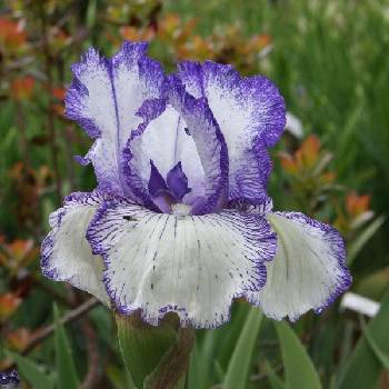 Ирис Iris Germanica ‘Autumn Circus’